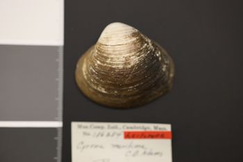 Media type: image;   Malacology 186284 Description: Dry specimen;